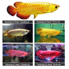 AR-G1 Arowana Carnivorous Pellet Accelerate Growth Feed 250g