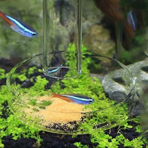 Shrimp Feeding Tube and Dish Clear Glass Feeder