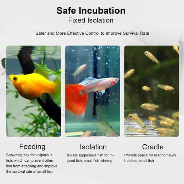 B&K Acrylic Transparent Fish Tank Breeding Isolation Box (2 Sizes)