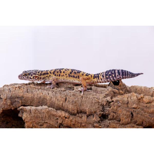Natural Cork Bark Round for Reptile Terrarium Vivarium