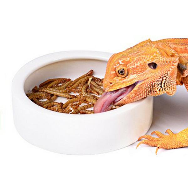 Smooth Ceramic Anti-Escape Worm Dish for Reptile Lizard Feeding Food Water Bowl