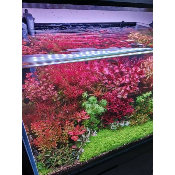 WEEK AQUA P Series Pandora APP control Aquarium Light P600 – P900 – P1200 Pro Adjustable height for big Size Fish Tank LED