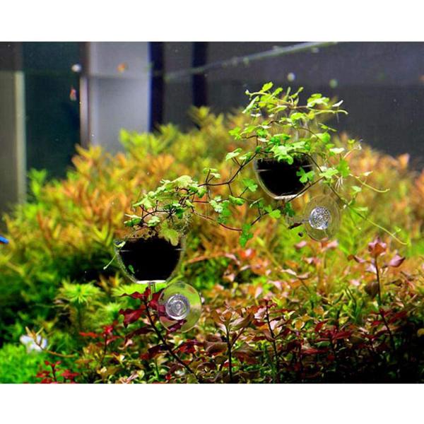 Aquatic Plant Pot Crystal Bowl Holder with Suction Cup for Aquarium Fish Tank Home Decorations