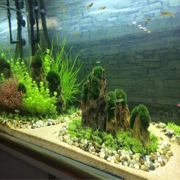 Natural Raw Dragon Rock Fish Landscape Rockery Aquarium Ornamental Plants Landscape Water Grass