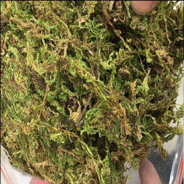 Natural Reptile Terrarium Moss, Substrate Turtle Tank Terrarium Moss - Green, 1000G/500G