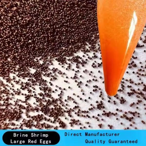 High Grade Hatching Rate 95% Fish Feed Artemia Brine Shrimp Eggs