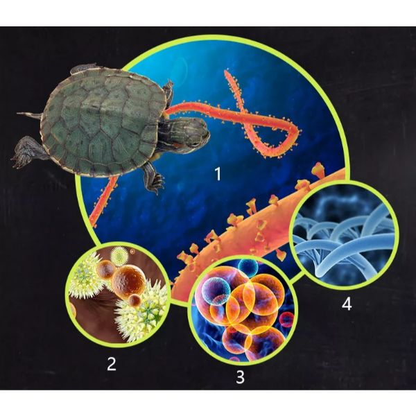 BIOZYM Aquarium Turtle Rich Calcium General Sinking to Feed 120g and 190g