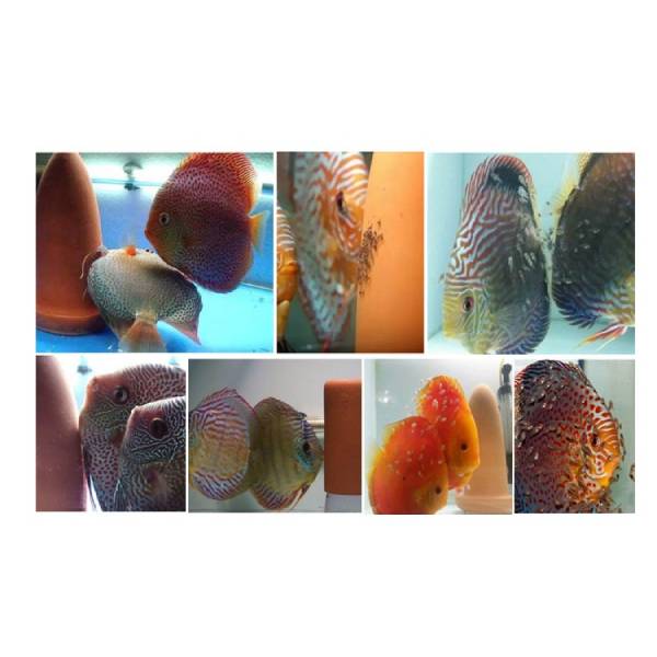 Fish Breeding Cone Cave (176: 9*9*15.5CM / 178: 15*15*21CM）