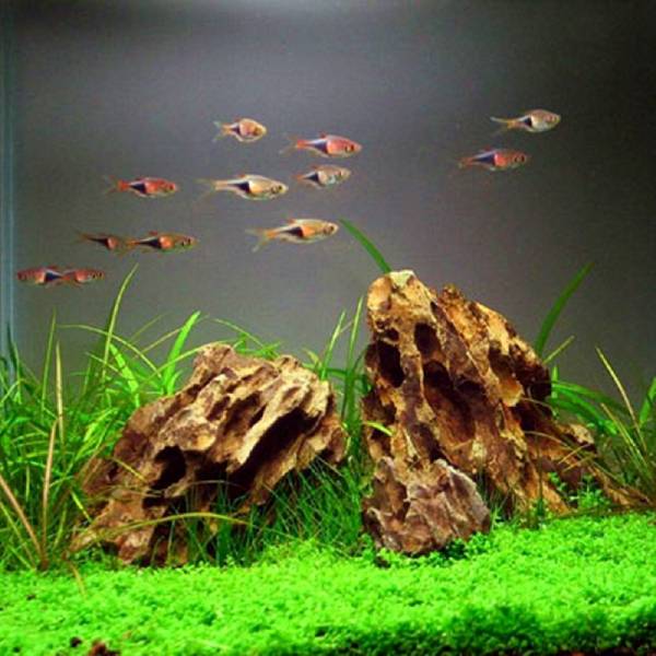 Natural Raw Dragon Rock Fish Landscape Rockery Aquarium Ornamental Plants Landscape Water Grass