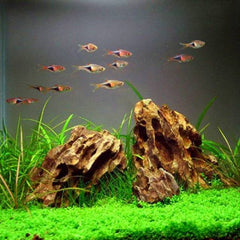 Natural Raw Dragon Rock Fish Landscape Rockery Aquarium Ornamental Plants Landscape Water Grass