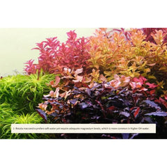 2HR Aquarist APT Sky GH Booster + Shrimp Mineral (70g)