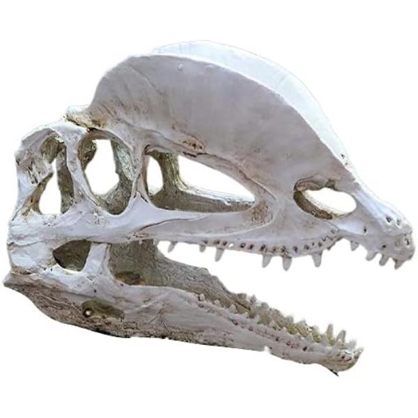 Dinosaur Skull Head Decor