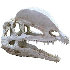 Dinosaur Skull Head Decor