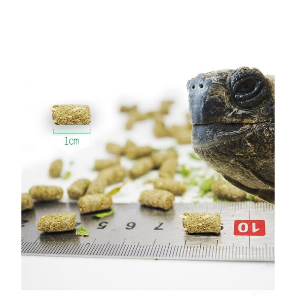 Knowing Tortoise Food Herbaceous and Fruits with Vegetables