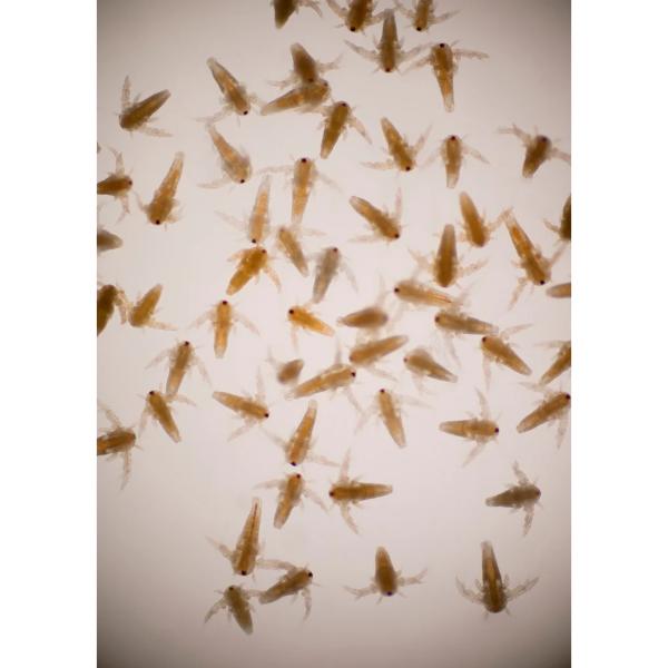 American Eagle Brine Shrimp Eggs 50g