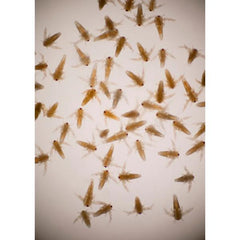 American Eagle Brine Shrimp Eggs 50g