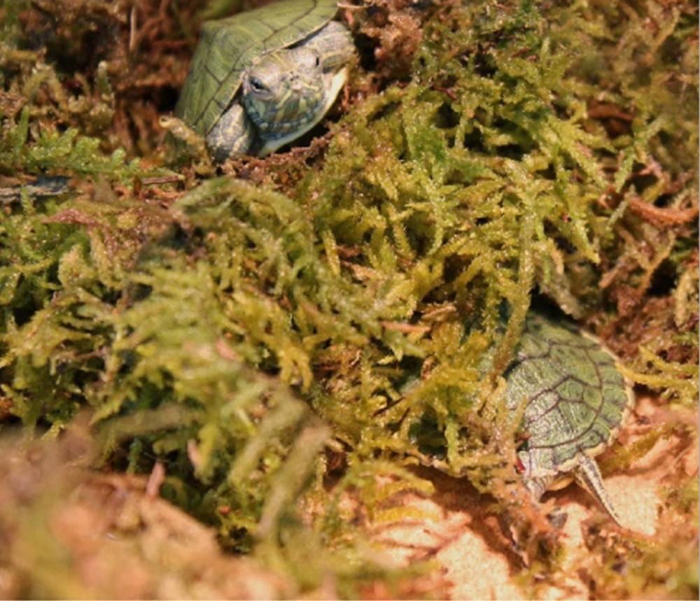 Natural Reptile Terrarium Moss, Substrate Turtle Tank Terrarium Moss - Green, 1000G/500G