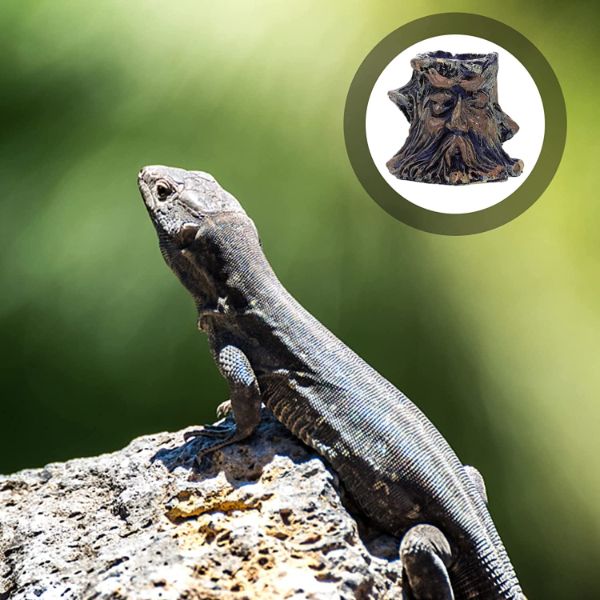 Reptile Food Bowl Water Bowl Imitating Natural Rock Resin Tortoise Food Containers Reptile Water Basins for Bath Horned Frogs Lizards Amphibians