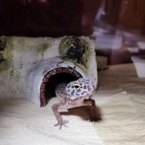 Reptile Hides and Caves Habitats Aquarium Decoration for Lizard Geckos Snake Spiders Frogs Turtle
