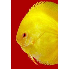 3F Discus Special Premium Mix – 95g
