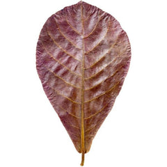 Premium Dried Indian Almond Catappa Leaves Tea Bag