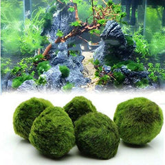 Aquarium Moss Balls, Miniature Live Plant