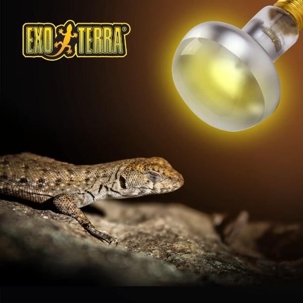 Exo Terra Reptile Intense Basking Spot Light Increase Luminous Intensity