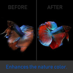 Premium Dried Indian Almond Catappa Leaves Tea Bag