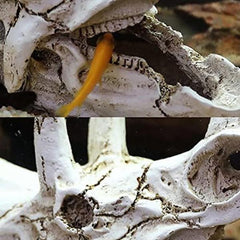 Dinosaur Skull Head Decor