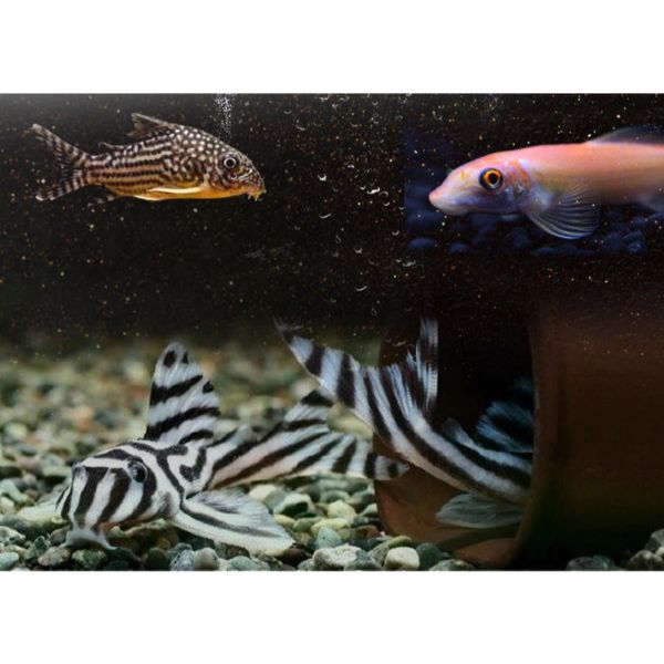 Biozym Pleco Algae Eater Benthic Fish Food Sinking Pellet 190g