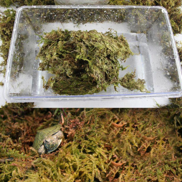 Natural Reptile Terrarium Moss, Substrate Turtle Tank Terrarium Moss - Green, 1000G/500G