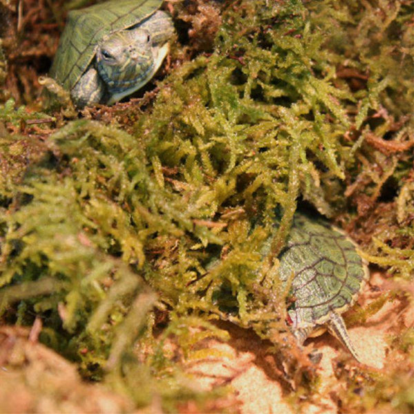 Natural Reptile Terrarium Moss, Substrate Turtle Tank Terrarium Moss - Green, 1000G/500G