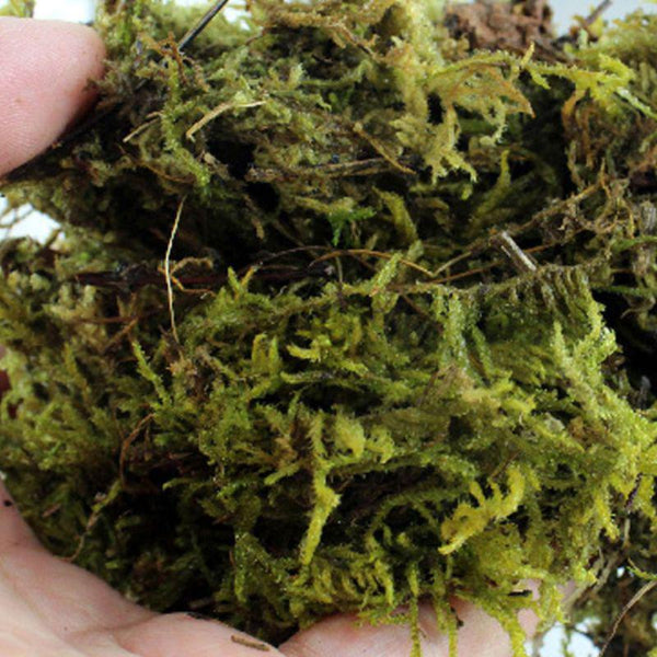 Natural Reptile Terrarium Moss, Substrate Turtle Tank Terrarium Moss - Green, 1000G/500G