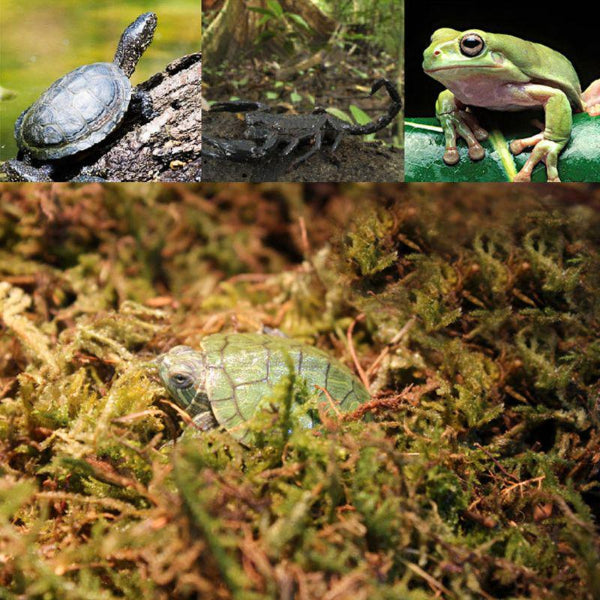 Natural Reptile Terrarium Moss, Substrate Turtle Tank Terrarium Moss - Green, 1000G/500G