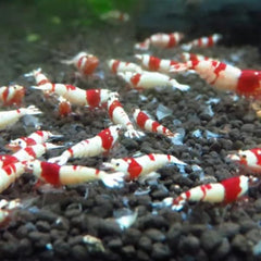 Shrimp Food Nutrient Growth – 40g