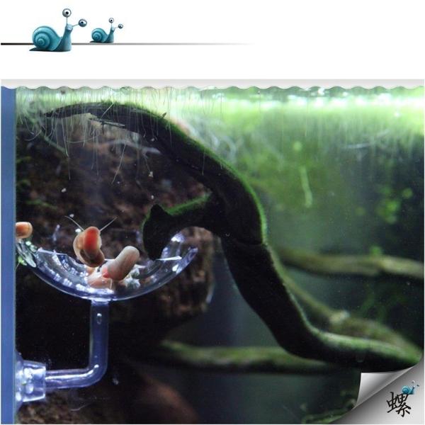 Acrylic Shrimp Feeding Tube (4 Sizes)