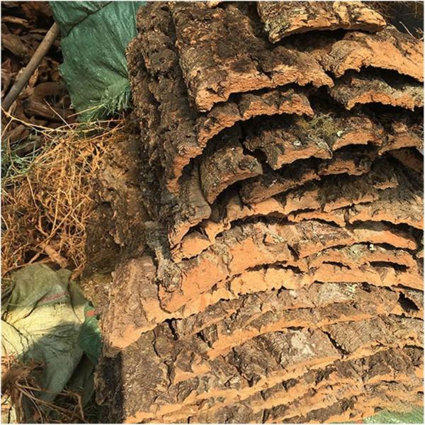 Terrarium Cork Bark Background Board, Reptile Tank Tree Decor