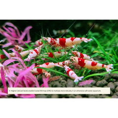2HR Aquarist APT Sky GH Booster + Shrimp Mineral (70g)