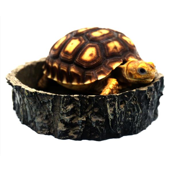 Reptile Vivarium Feeding Pan Turtle Horned Frog Water Food Bowl