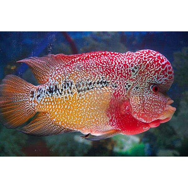 OKIKO Head Up Huncher High Protein & Calcium Floating Pellets