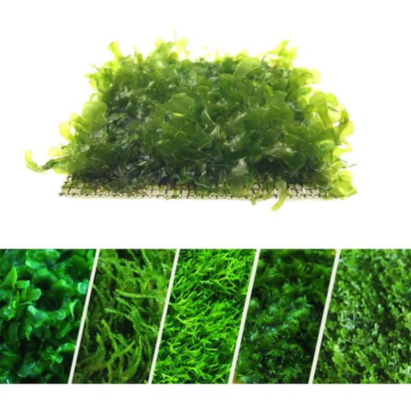 Natural Aquatic Moss Aquarium Stainless Steel Wire Mesh Net Pad
