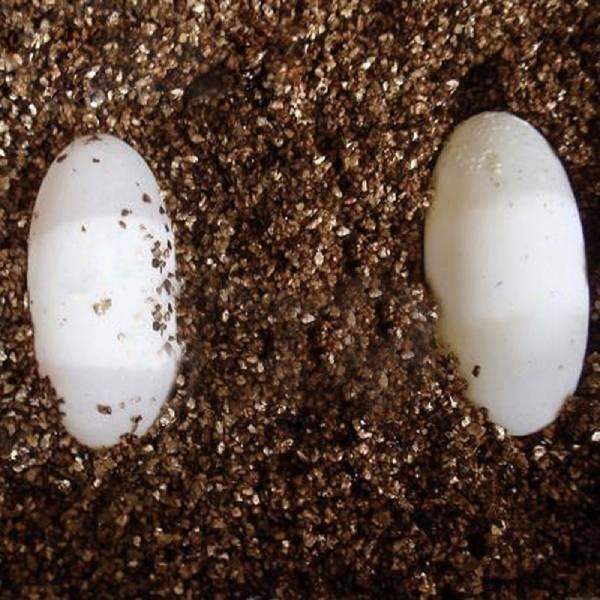 Vermiculite Casing Substrate for All Types of Reptiles