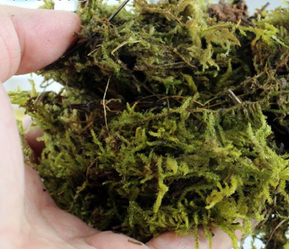 Natural Reptile Terrarium Moss, Substrate Turtle Tank Terrarium Moss - Green, 1000G/500G