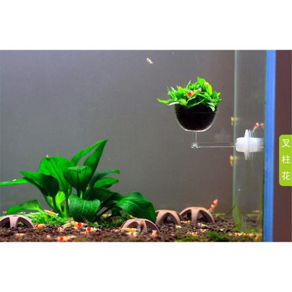 Aquatic Plant Pot Crystal Bowl Holder with Suction Cup for Aquarium Fish Tank Home Decorations
