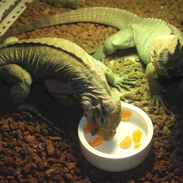 Smooth Ceramic Anti-Escape Worm Dish for Reptile Lizard Feeding Food Water Bowl