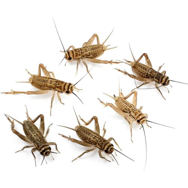 B&K Live Crickets