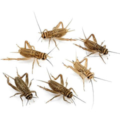 B&K Live Crickets