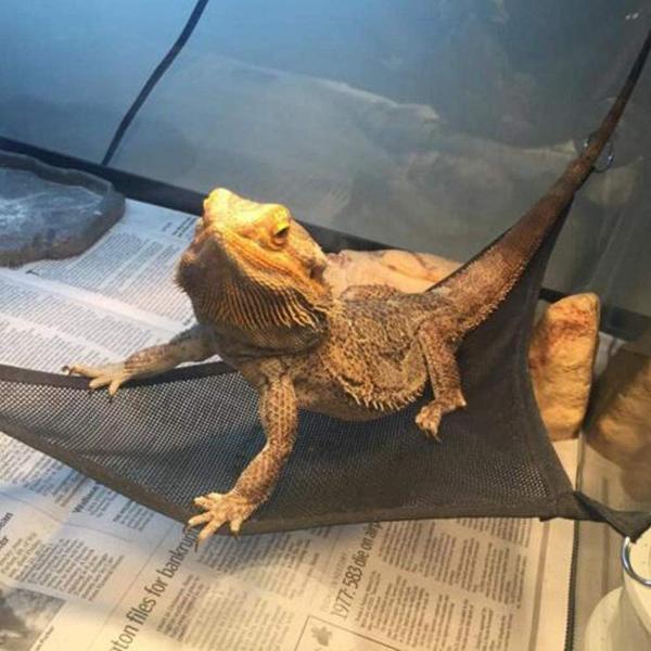 Reptile Hammock Lounger Resting Hanging Mesh Net & Ladder Accessories Set for Bearded Dragons Anole Geckos Lizards (Triangle, 48 x 38 x 38 CM, 2 Pack)