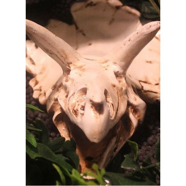 NomoyPet Resin Hide Decoration for Aquarium and Terrarium Landscape NS-116