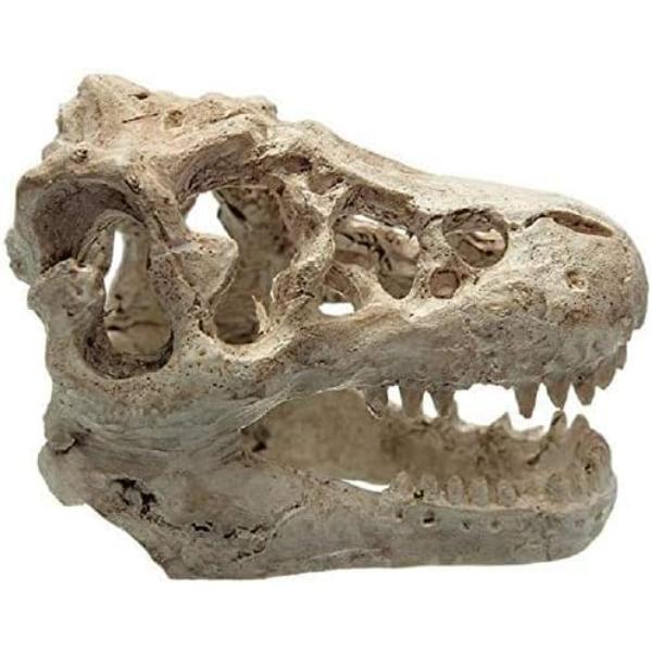dinasour skull 8.5x5.5X4.5cm